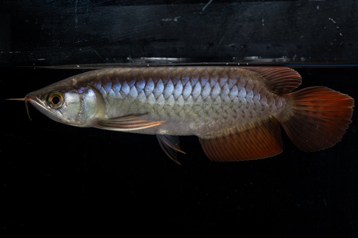 画像2: ダイナミックレッド NO.20（ディナミカカプアス産） (2)