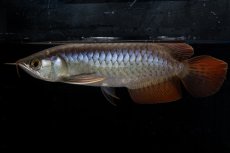 画像2: ダイナミックレッド NO.20（ディナミカカプアス産） (2)