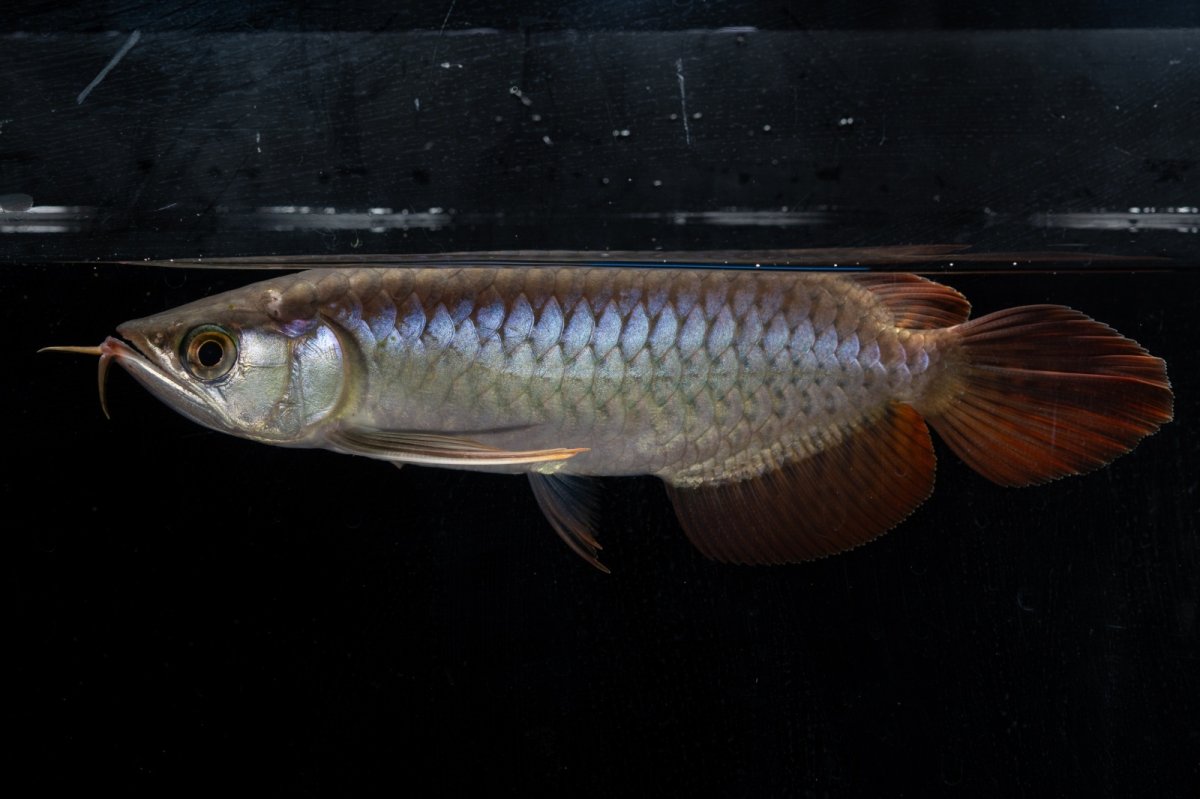 画像8: ダイナミックレッド NO.20（ディナミカカプアス産） (8)