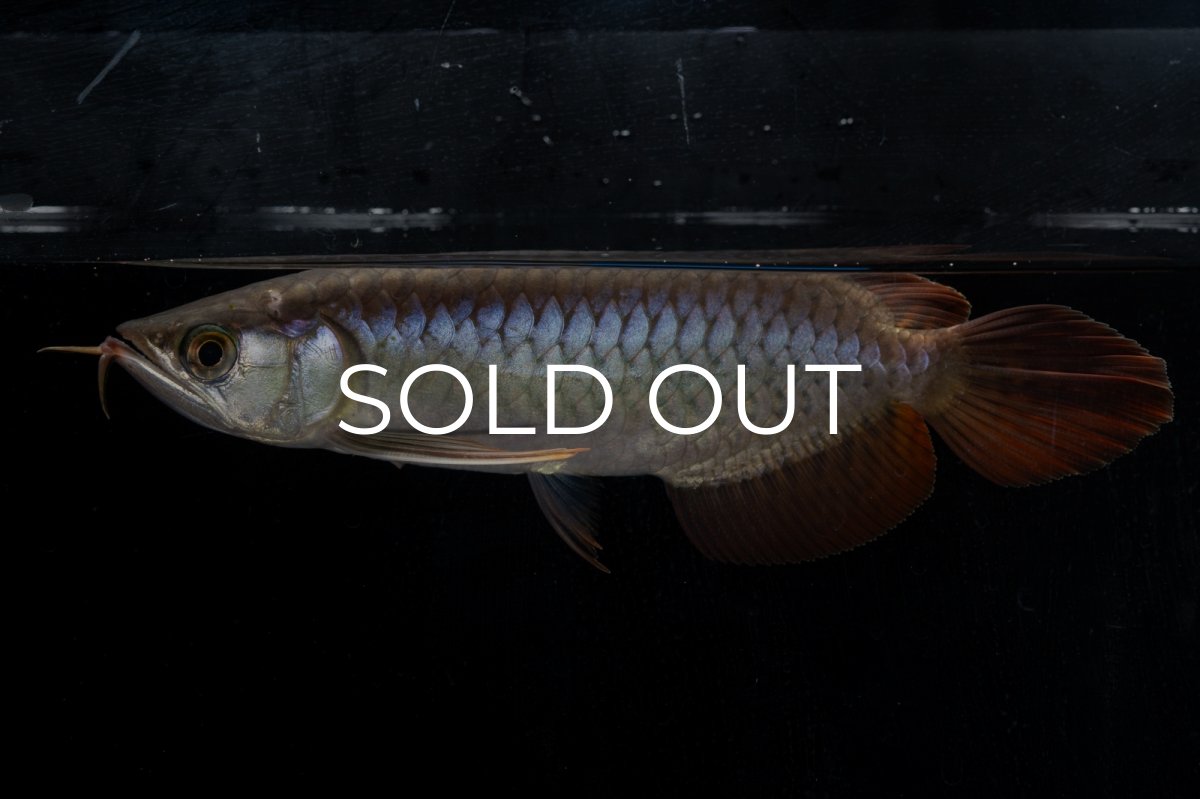 画像8: ダイナミックレッド NO.20（ディナミカカプアス産） (8)