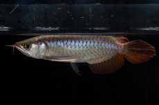 画像8: ダイナミックレッド NO.20（ディナミカカプアス産） (8)