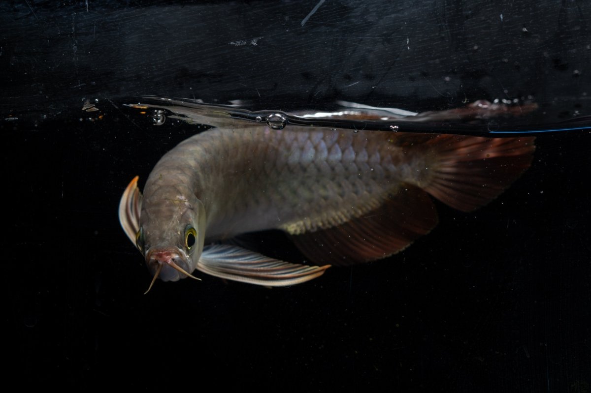 画像10: ダイナミックレッド NO.20（ディナミカカプアス産） (10)