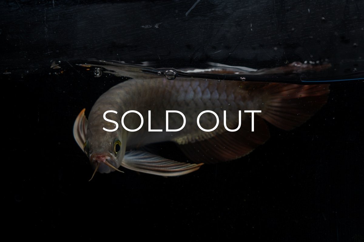 画像10: ダイナミックレッド NO.20（ディナミカカプアス産） (10)