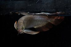 画像10: ダイナミックレッド NO.20（ディナミカカプアス産） (10)