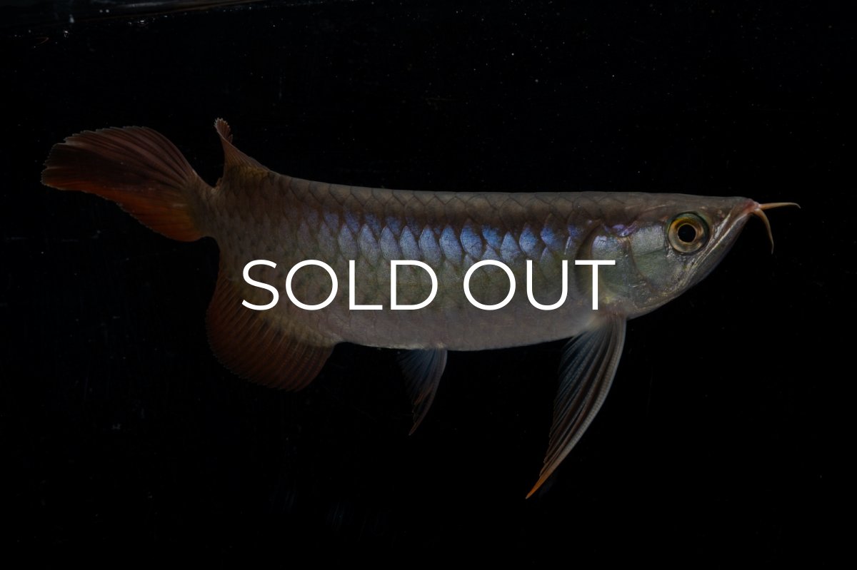 画像9: ダイナミックレッド NO.20（ディナミカカプアス産） (9)