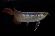 画像9: ダイナミックレッド NO.20（ディナミカカプアス産） (9)