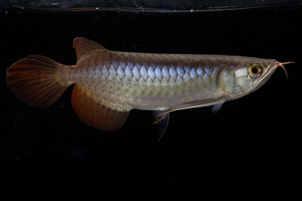 画像5: ダイナミックレッド NO.20（ディナミカカプアス産） (5)