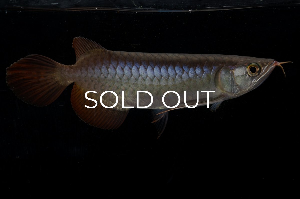 画像5: ダイナミックレッド NO.20（ディナミカカプアス産） (5)