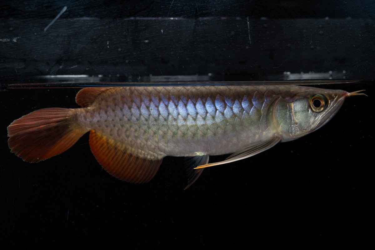 画像3: ダイナミックレッド NO.20（ディナミカカプアス産） (3)