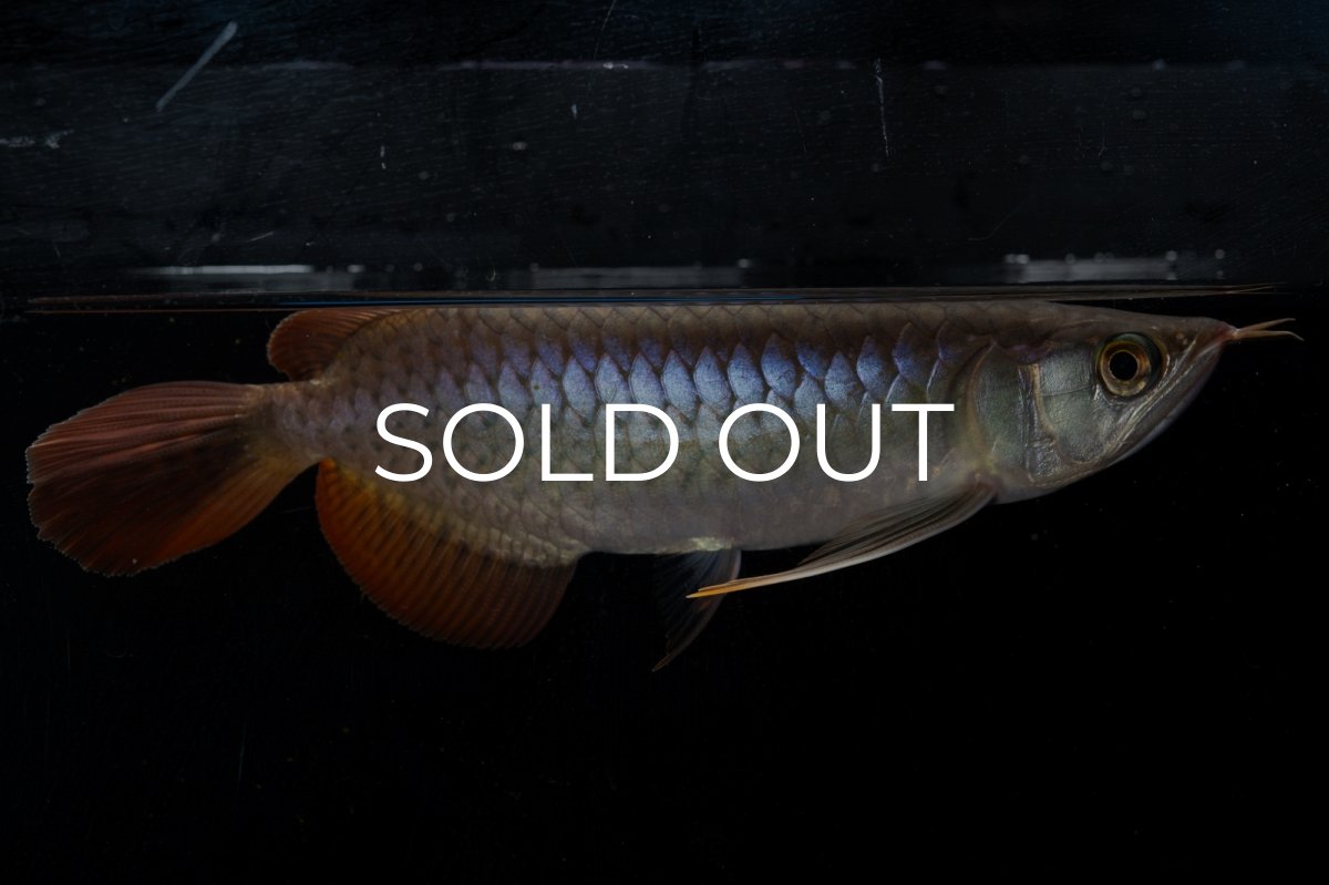 画像3: ダイナミックレッド NO.20（ディナミカカプアス産） (3)