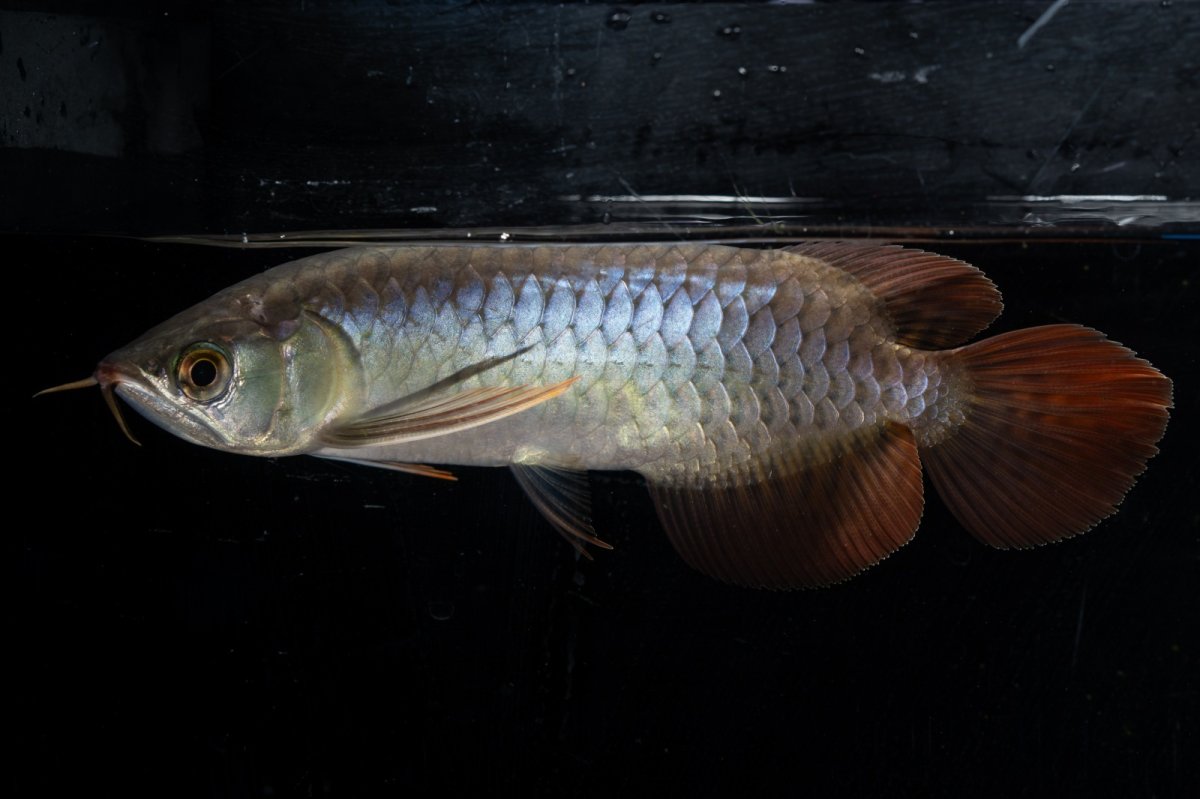 画像4: ダイナミックレッド NO.20（ディナミカカプアス産） (4)