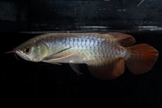 画像4: ダイナミックレッド NO.20（ディナミカカプアス産） (4)