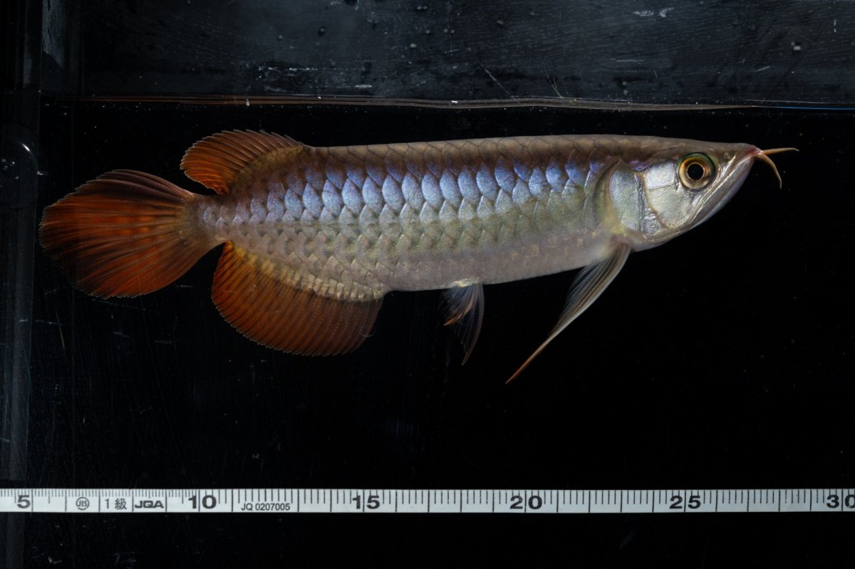 画像1: ダイナミックレッド NO.20（ディナミカカプアス産） (1)