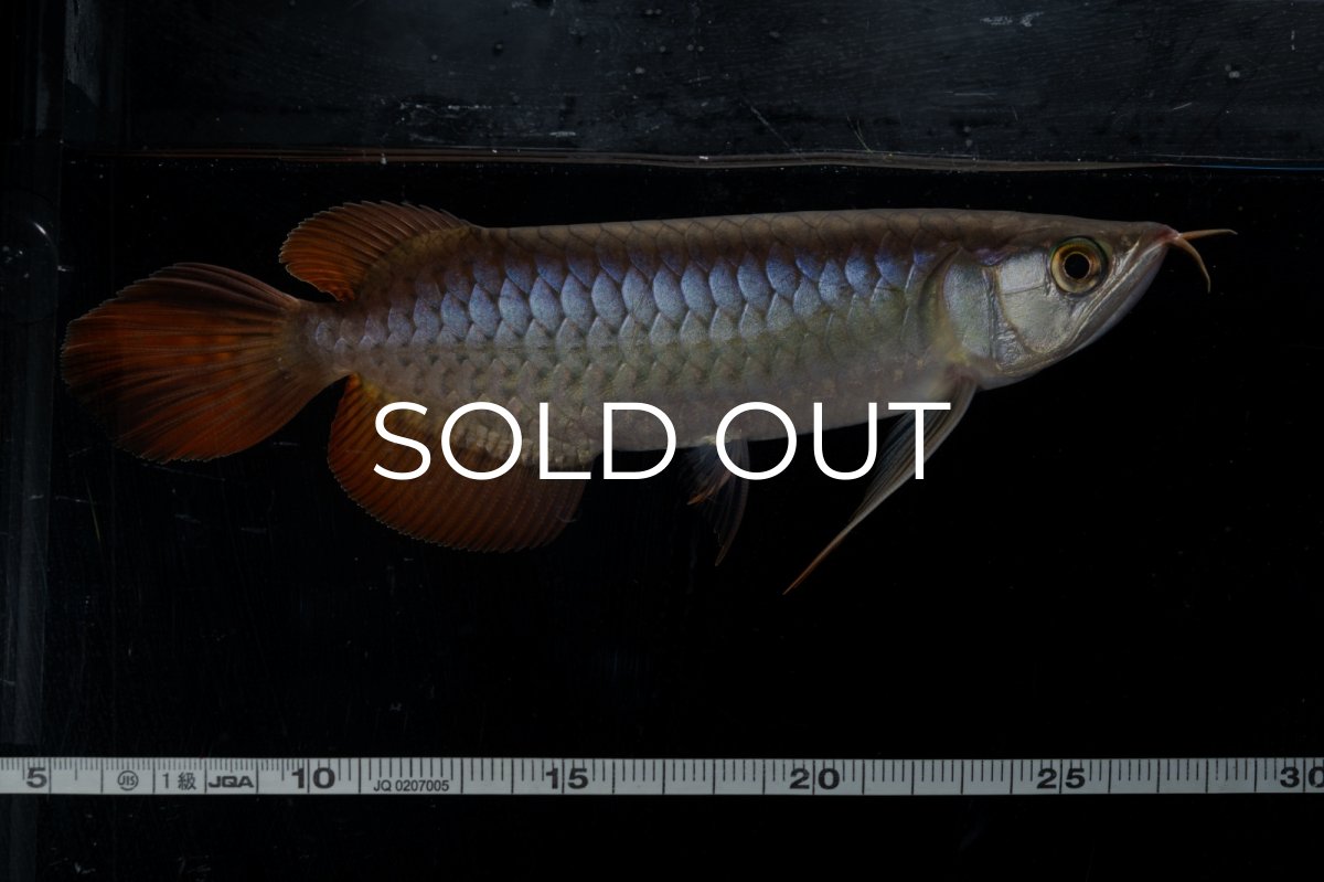 画像1: ダイナミックレッド NO.20（ディナミカカプアス産） (1)