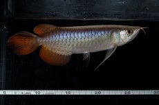 画像1: ダイナミックレッド NO.20（ディナミカカプアス産） (1)