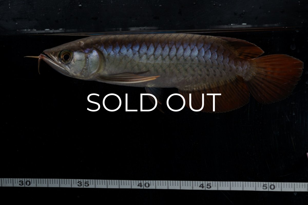 画像13: ダイナミックレッド NO.20（ディナミカカプアス産） (13)