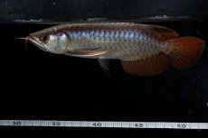 画像13: ダイナミックレッド NO.20（ディナミカカプアス産） (13)