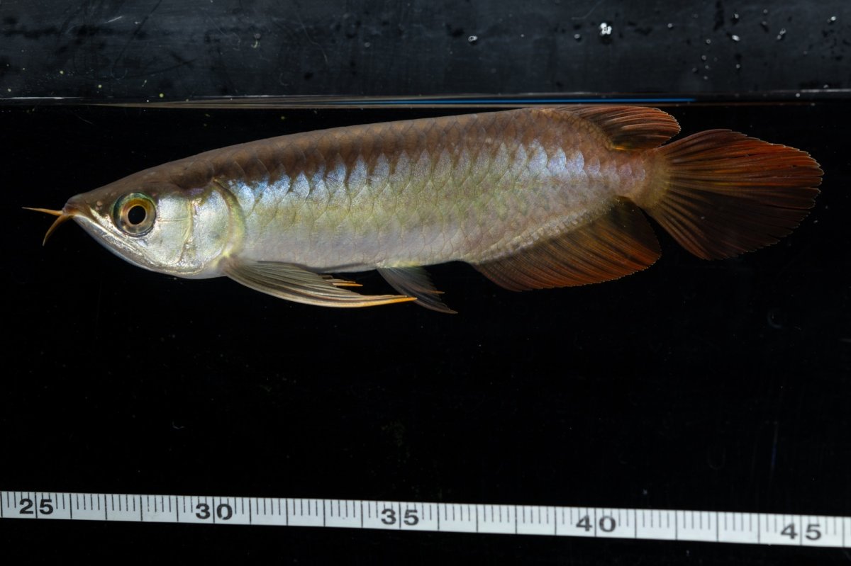 画像9: ダイナミックレッド NO.21（ディナミカカプアス産） (9)