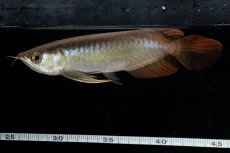 画像9: ダイナミックレッド NO.21（ディナミカカプアス産） (9)