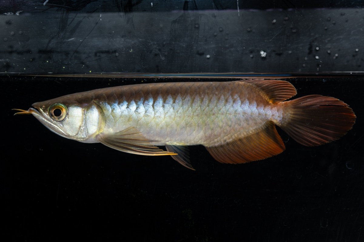 画像8: ダイナミックレッド NO.21（ディナミカカプアス産） (8)