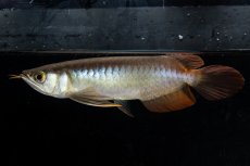 画像8: ダイナミックレッド NO.21（ディナミカカプアス産） (8)