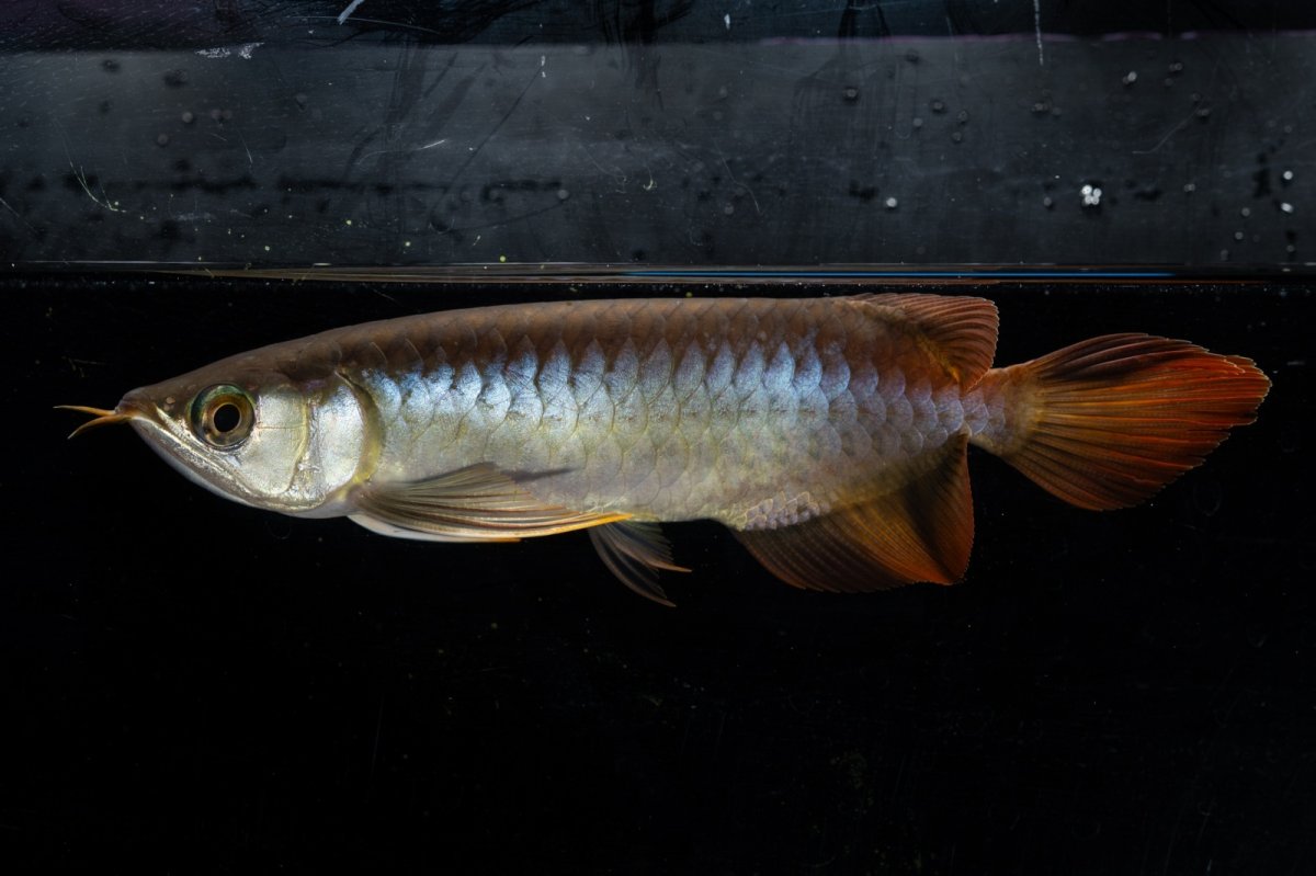 画像7: ダイナミックレッド NO.21（ディナミカカプアス産） (7)