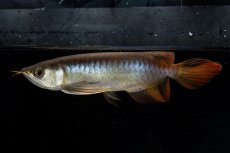 画像7: ダイナミックレッド NO.21（ディナミカカプアス産） (7)