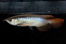 画像5: ダイナミックレッド NO.21（ディナミカカプアス産） (5)