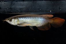 画像3: ダイナミックレッド NO.21（ディナミカカプアス産） (3)