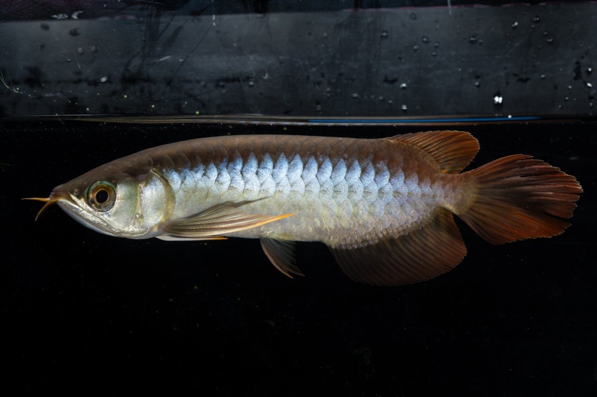 画像1: ダイナミックレッド NO.21（ディナミカカプアス産） (1)