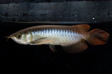 画像1: ダイナミックレッド NO.21（ディナミカカプアス産） (1)