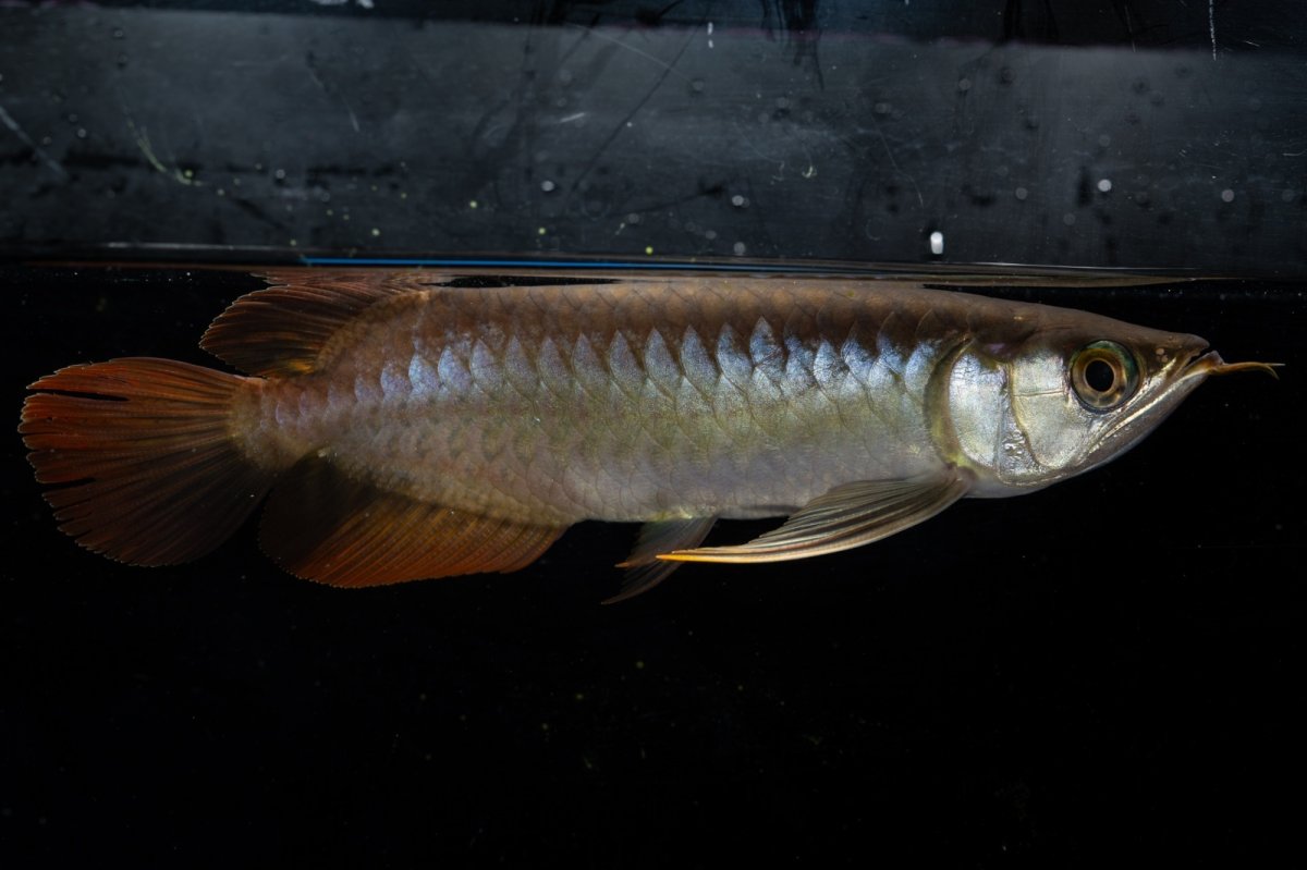 画像6: ダイナミックレッド NO.21（ディナミカカプアス産） (6)