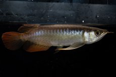 画像6: ダイナミックレッド NO.21（ディナミカカプアス産） (6)