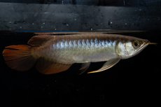 画像2: ダイナミックレッド NO.21（ディナミカカプアス産） (2)