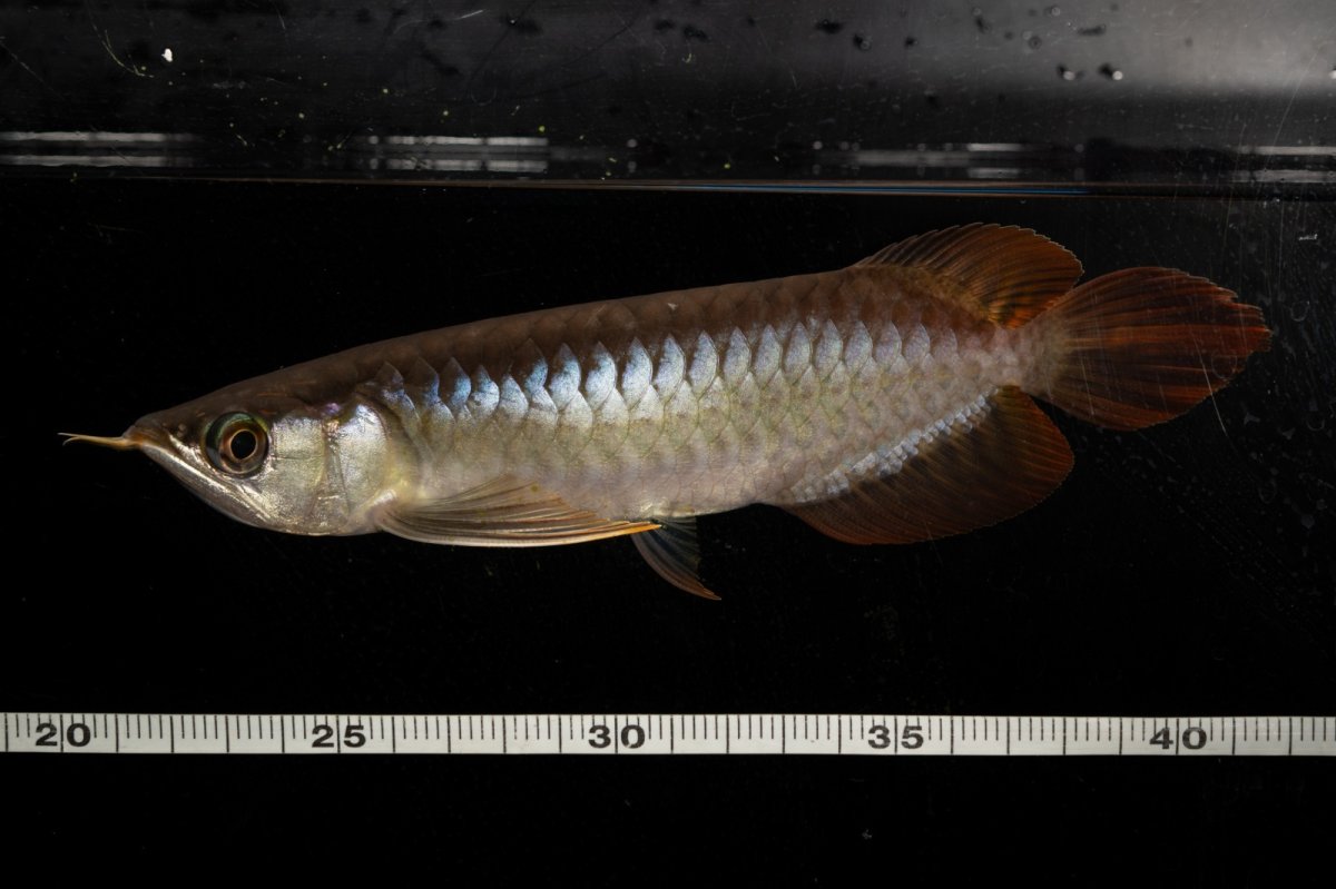 画像4: ダイナミックレッド NO.24（ディナミカカプアス産） (4)