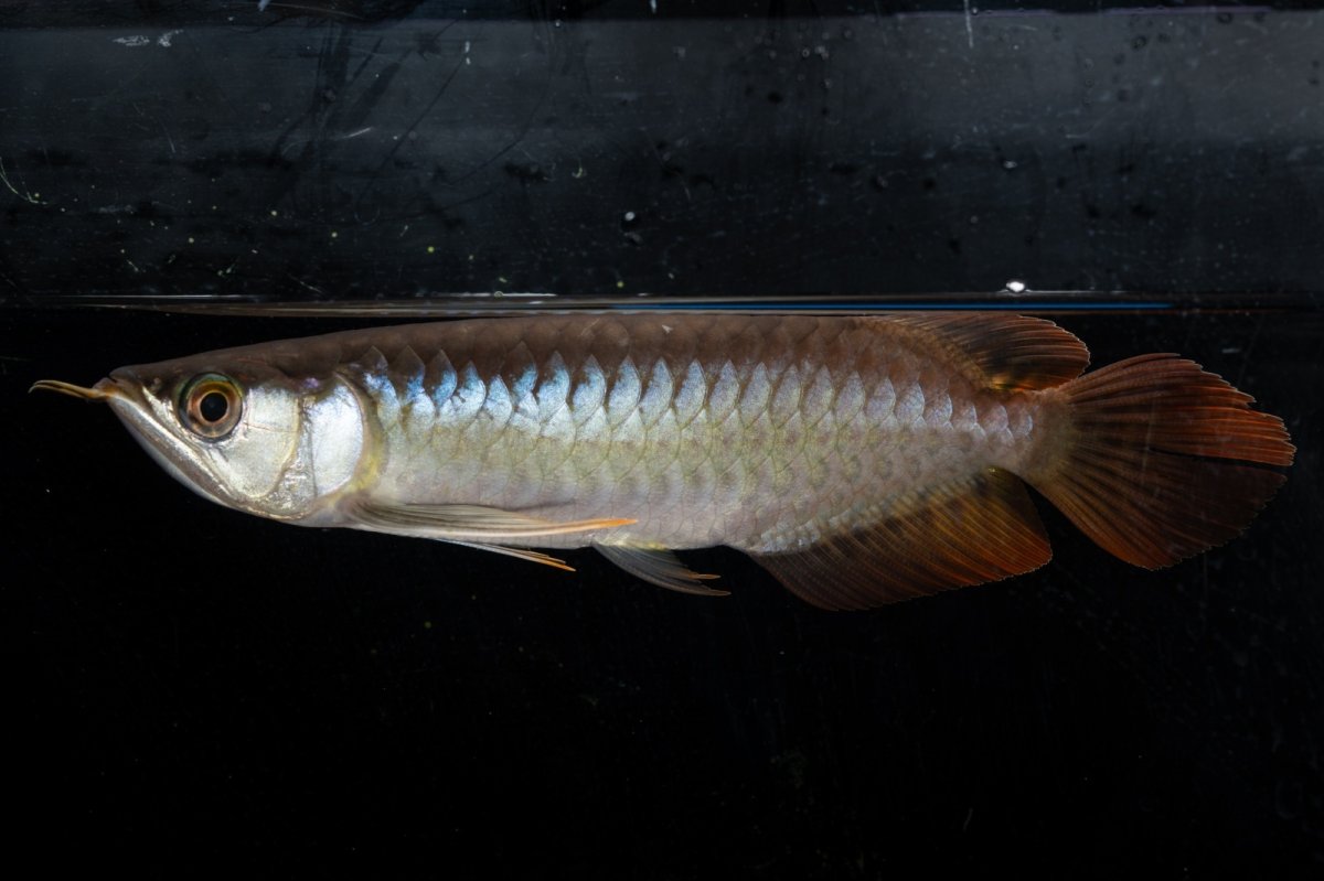 画像2: ダイナミックレッド NO.24（ディナミカカプアス産） (2)