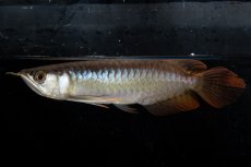 画像2: ダイナミックレッド NO.24（ディナミカカプアス産） (2)