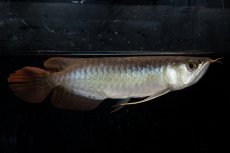 画像3: ダイナミックレッド NO.24（ディナミカカプアス産） (3)