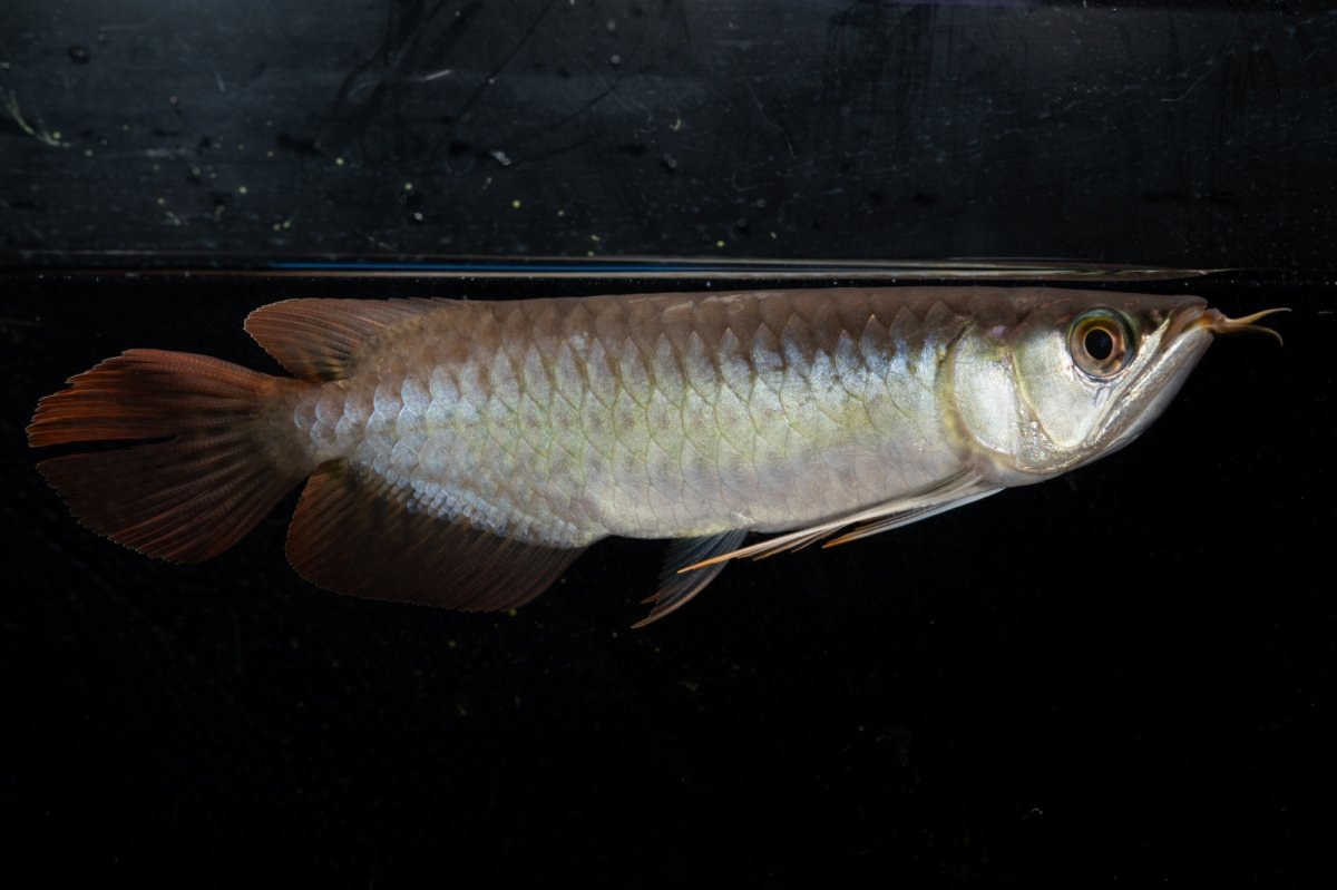 画像1: ダイナミックレッド NO.24（ディナミカカプアス産） (1)