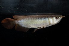 画像1: ダイナミックレッド NO.24（ディナミカカプアス産） (1)