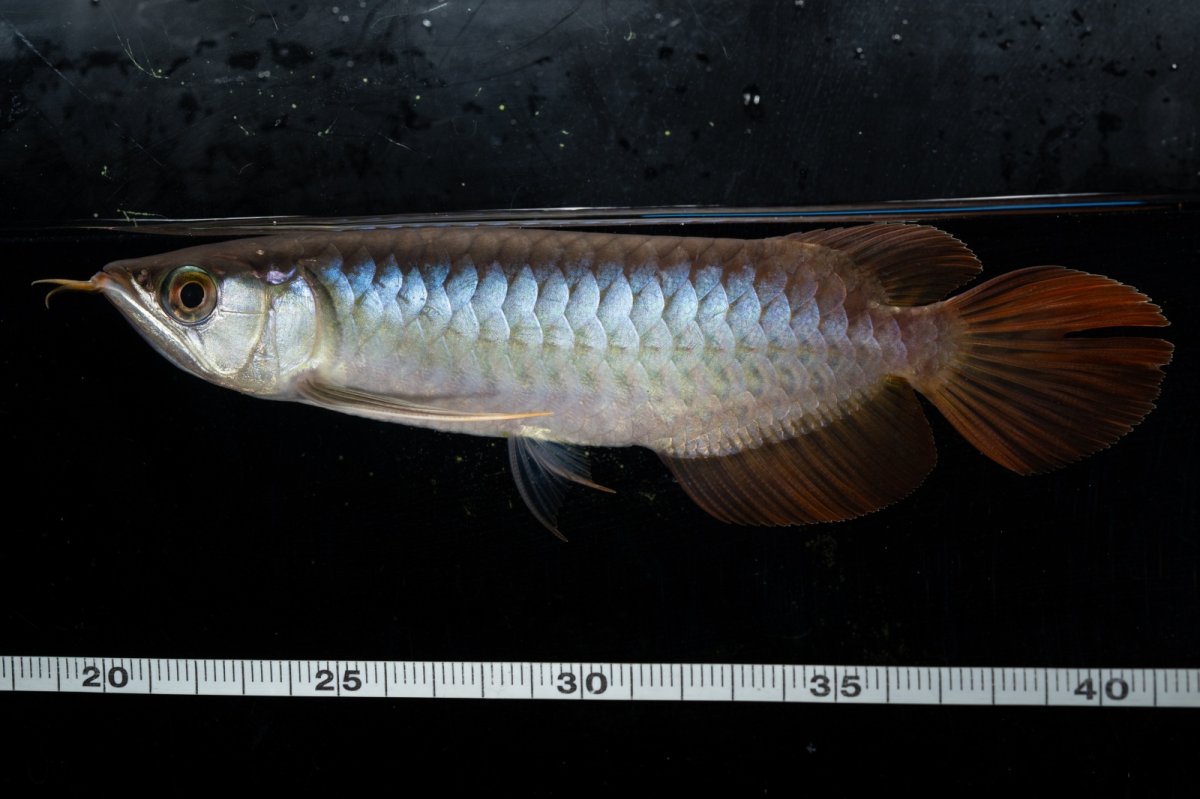 画像4: ダイナミックレッド NO.29（ディナミカカプアス産） (4)