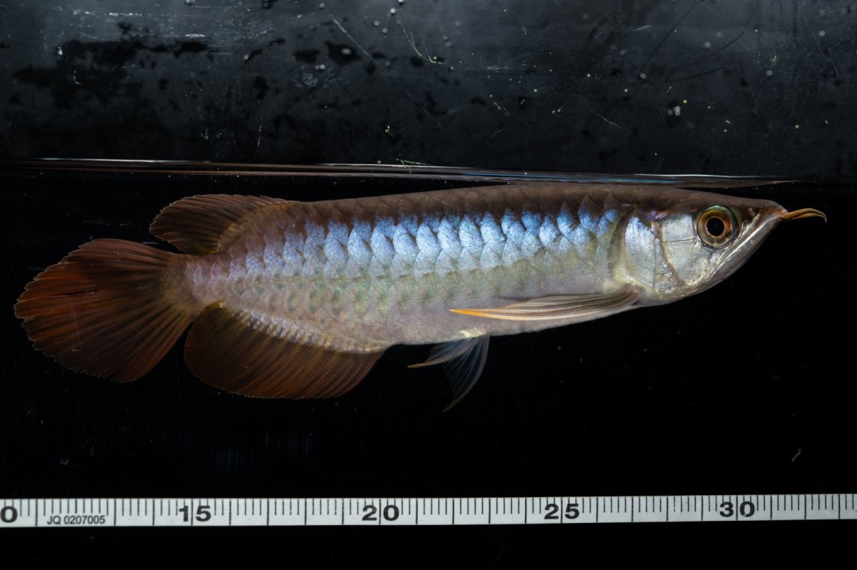 画像5: ダイナミックレッド NO.29（ディナミカカプアス産） (5)