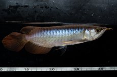 画像5: ダイナミックレッド NO.29（ディナミカカプアス産） (5)