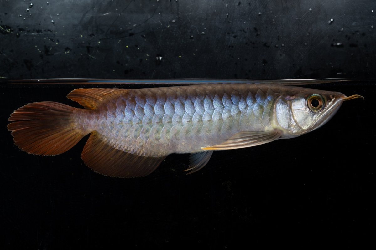 画像3: ダイナミックレッド NO.29（ディナミカカプアス産） (3)