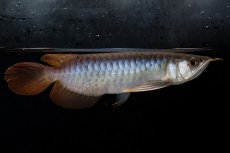 画像3: ダイナミックレッド NO.29（ディナミカカプアス産） (3)