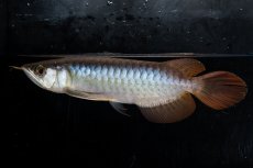 画像2: ダイナミックレッド NO.29（ディナミカカプアス産） (2)