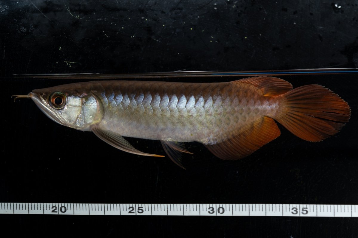 画像10: ダイナミックレッド NO.28（ディナミカカプアス産） (10)