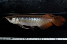 画像10: ダイナミックレッド NO.28（ディナミカカプアス産） (10)