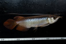 画像11: ダイナミックレッド NO.28（ディナミカカプアス産） (11)