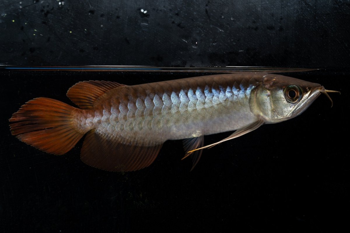 画像1: ダイナミックレッド NO.28（ディナミカカプアス産） (1)